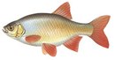 Лаврово-Песочня - иконка «рыбалка» в Перемышле